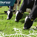Cows grazing in the field 