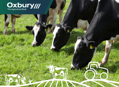 Cows grazing in the field 