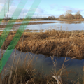 Flooding in a field 
